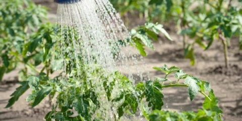 Kada zalijevati paradajz nakon sadnje